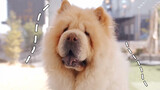 Thú cưng dễ thương | Giới thiệu giản lược về chú chó Chow Chow