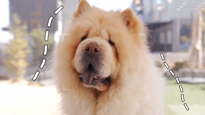 เพ็ทน่ารัก | แนะนำโดยย่อ Chow Chow