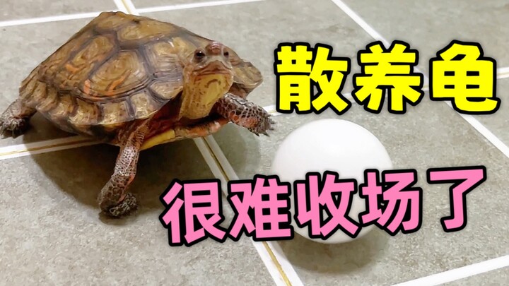 What should I do? This turtle has become completely unruly at home…