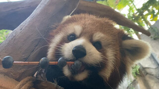 The red panda is simply making a blueberry skewers! He is so happy!