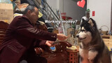[Hewan]Membayar gaji untuk anjing