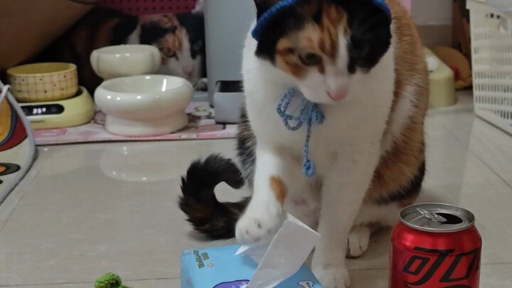 Giấy ăn củ cải gì vậy?