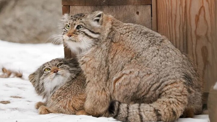 Musim semi bagi Pallas’s Cat… sudah tiba juga!