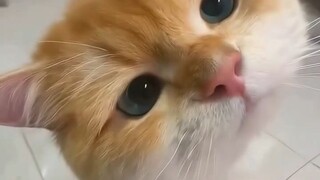 pertanyaan ngeselin pas lebaran#zaintemanime #fyp #lucu #kucing #lebaran