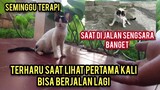 Subhanallah Kucing Lumpuh Ini Akhirnya Bisa Jalan Setelah Di Terapi Dengan Cara Ini..!