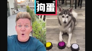 Gordon Ramsay chê bai: "Cẩu Đản" #Nhóm dịch YYY#