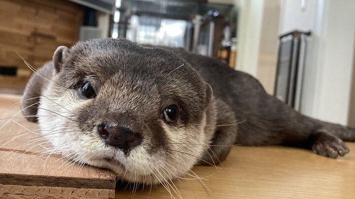 The otter can’t see its owner and is about to cry!