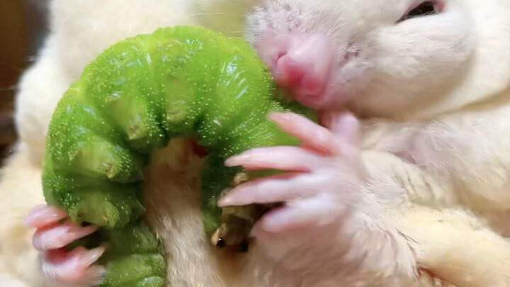 Eat a bubbling big green caterpillar