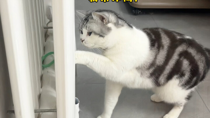 My little cat is seriously, seriously too smart!!