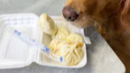 On November 20th in Zhengzhou, Henan, a dog cleverly managed to get an entire steamed bun by "outsma