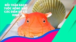 Trọng Nguyên | Nối thân bạch tuộc hồng vào các điểm đã cố định