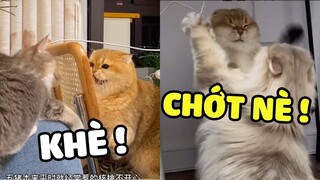 Hoàng Thượng Chuyên Kiếm Chuyện Cuối Cùng Cũng Có Người Trị Rồi 😁 | Pets TV