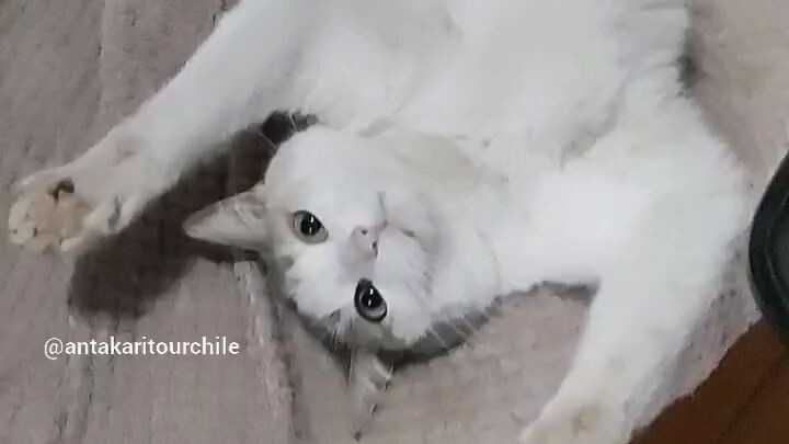 GATITA  muy Juguetona