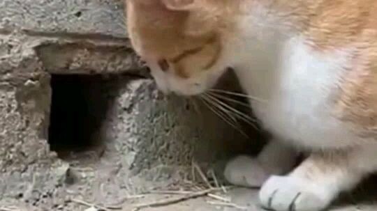 Cat hunter