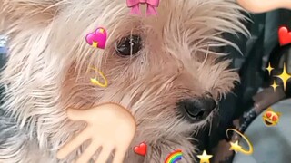 my little  cute dog😍🥰