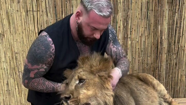 German Pet Orthopedist