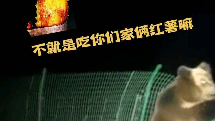 แดดจัดตอนเที่ยงวัน ฉันไปขโมยมันเทศ