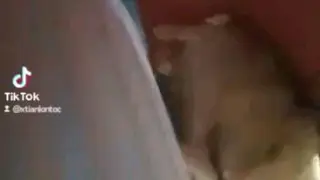 eating baby boss hamster