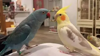 Sweet video of little cutie parrots