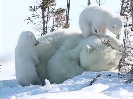 الأم لا تريد الاهتمام بالطفل المشاكس