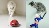 Cat Reaction to Cat Toy - Funny Cat Toy Reaction Compilation