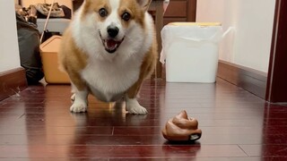 送给狗子一坨会动的大便，它好像很喜欢