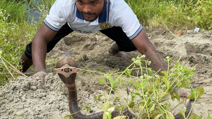 big snake