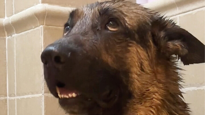 ทราบกันว่าปลาทองมีความจำ 7 วินาที แล้วเฮิร์ซมีความจำกี่วินาทีล่ะ?