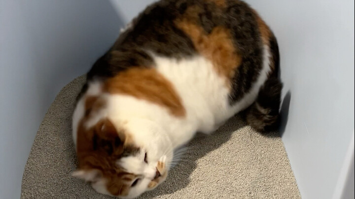 He always shows up as soon as I change the litter!