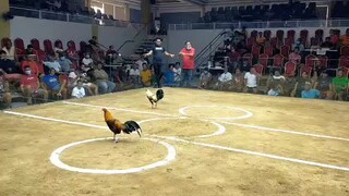 3cock derby 2nd fight win