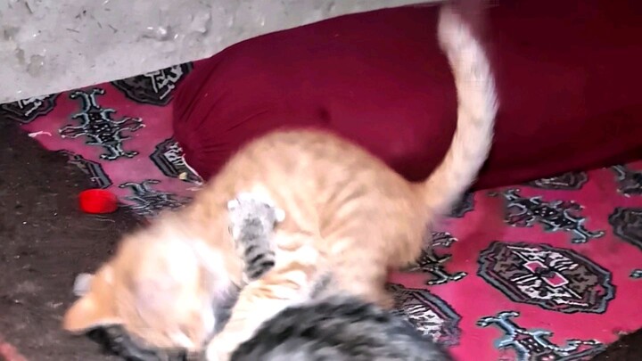 What Should We Name These Playful Little Kittens? 🐱🐱❤️