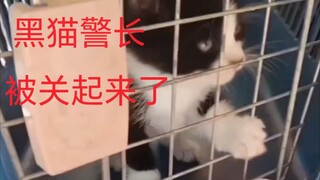 Uncle Trains Little Animals