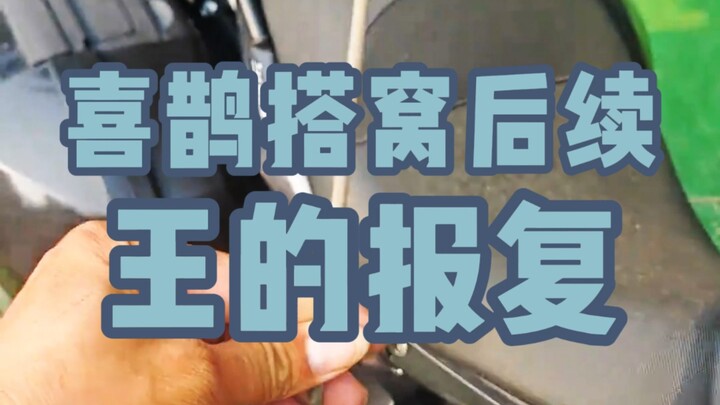 Magpie Builds a Nest with Welding Rods, Then Takes Revenge on the Motorcycle—The Sequel!