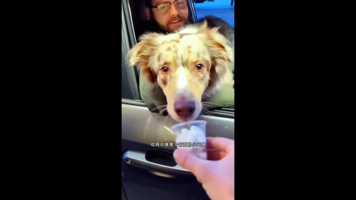 Anak anjing suka makan mangkuk anak anjing