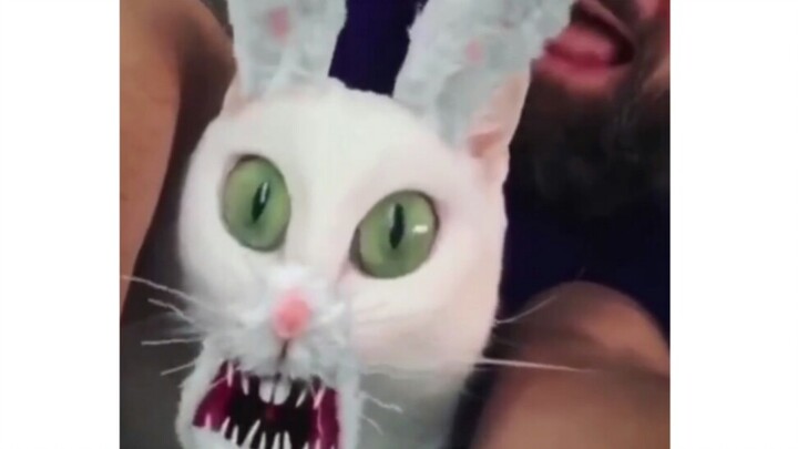 Kucing: Meong! Bikin gua ketakutan banget!