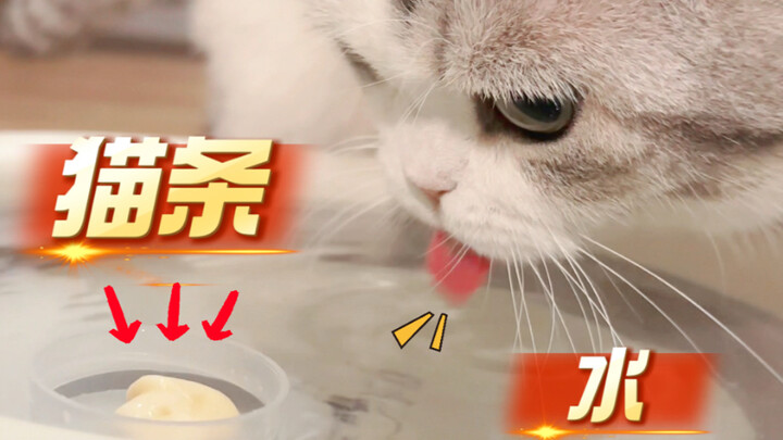 Đặt thanh thức ăn cho mèo vào nước, mèo có thể ăn được bao nhiêu