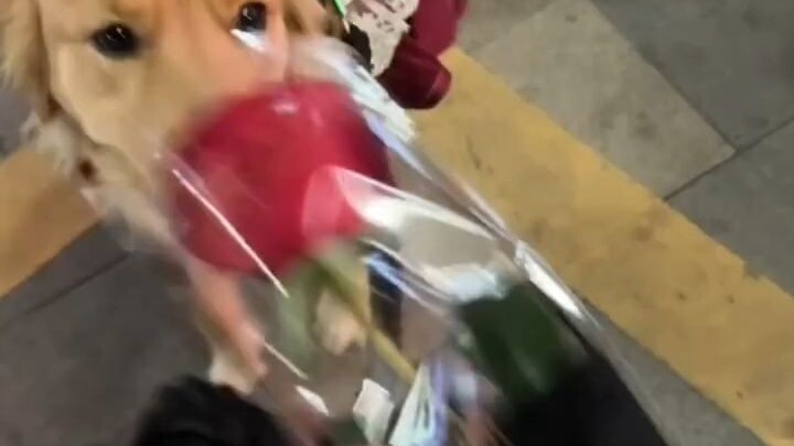 A little dog giving flowers to a passerby—just thinking about it, I’d be so happy if a cutie like th