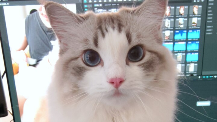 Trước bữa cơm: Bố ơi! Sau bữa cơm: Đừng có đụng vào ông đây!