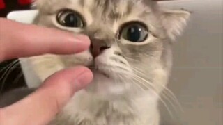 Trò lừa của mèo