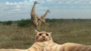 🤣Try not to laugh animals - Funniest Cats And Dogs Videos🐶 #2