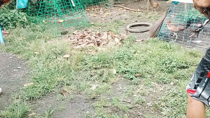 Alimbuyog vs Sweater