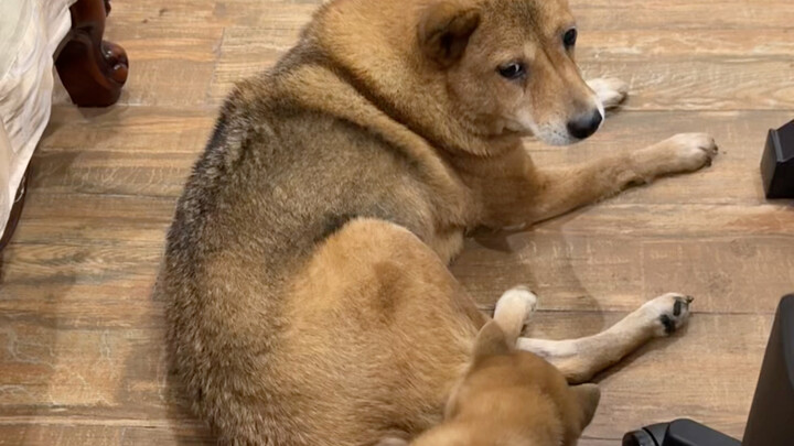 Bài học đầu tiên trong “Sách Xanh” mà Tráng Tráng dạy cho cún con