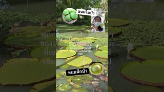 แรงบันดาลใจ ขนมใบบัว หรือ ขนมฝักบัว ต้องใช่แน่ๆเหมือนเด๊ะ #shorts #รู้หรือไม่