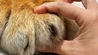 【النمر】دعونا نلقي نظرة فاحصة على مخالب النمر🐾، هذه حقًا أكبر مخالب نمر رأيتها في حياتي