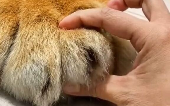 【Hổ】Chúng ta hãy cùng xem kỹ móng vuốt của hổ🐾, đây thực sự là móng vuốt hổ lớn nhất mà tôi từng thấ