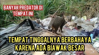 Karena Lapar Kucing Liar Ini Masih Nekat Nyari Makan Di Sini Padahal Sebenarnya Berbahaya..!