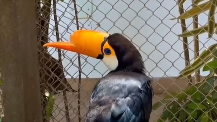 The toucan had its upper beak knocked off, so everyone fitted it with a prosthetic beak to help it r