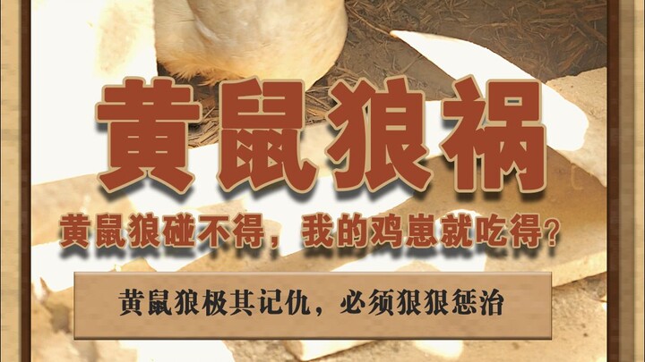 Chồn rất báo thù. Để đối phó với chúng, bạn cần... #泽华君的动物世界 #泽华君的农村生活