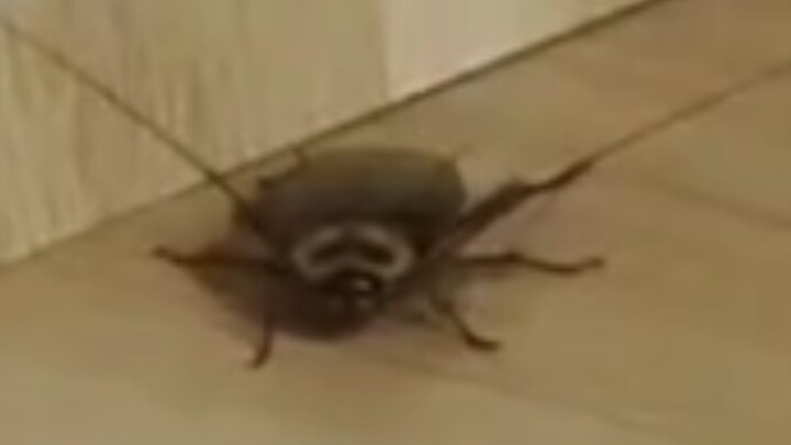 [Insect] How Can Southern Cockroaches Be So Big?