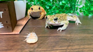 [Animals]Pet toads' Competition for food